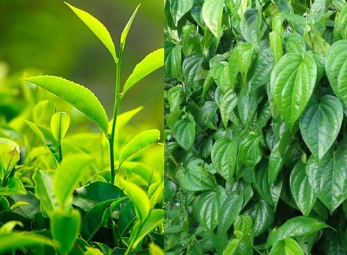 Chữa viêm âm đạo bằng lá trầu kết hợp lá trà xanh