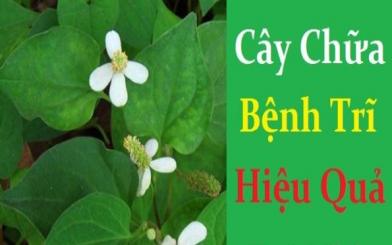 Các loại cây thuốc chữa bệnh trĩ hiệu quả