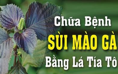 Chữa sùi mào gà bằng lá tía tô – Cẩn thận kẻo thêm nặng!