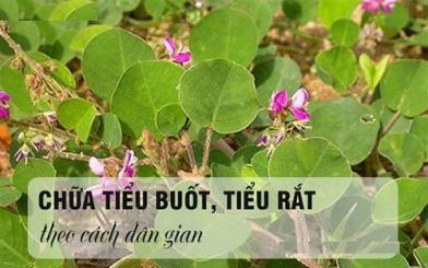 13 cách chữa tiểu buốt tiểu rắt tại nhà từ nguyên liệu dân gian