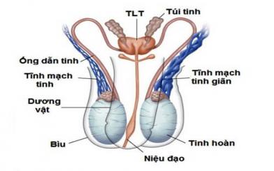 Dấu hiệu viêm túi tinh và cách chữa trị hiệu quả