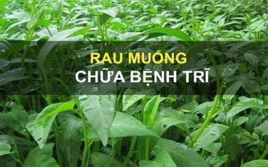 Cây rau muống chữa bệnh trĩ có hiệu quả như bạn nghĩ?