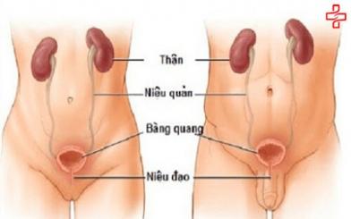 [Giải đáp] Viêm niệu đạo có bị vô sinh không?