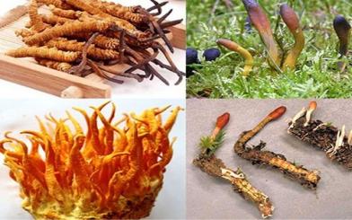 Đông trùng hạ thảo chữa yếu sinh lý có thật sự tốt và hiệu quả?