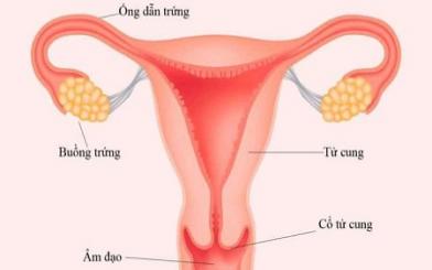 Hình ảnh ống dẫn trứng bình thường và bị viêm tắc chi tiết nhất