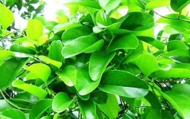 [ Giải Đáp ] Chữa viêm tuyến Bartholin bằng lá sam có hiệu quả không?