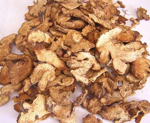Thuốc bạch trần chữa trĩ