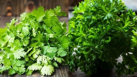 Các mẹo hay chữa kinh nguyệt không đều tại nhà có thể bạn chưa biết - Mùi tây