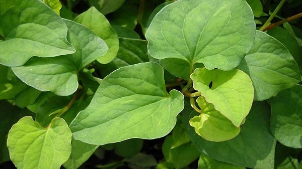 Chữa trĩ nội an toàn với rau diếp cá