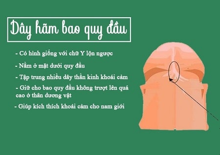 Cách làm dài dây hãm bao quy đầu có công dụng gì?