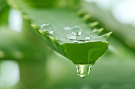 Đâu cách làm hồng cô bé tại nhà mang lại hiệu quả? - Dùng nha đam 