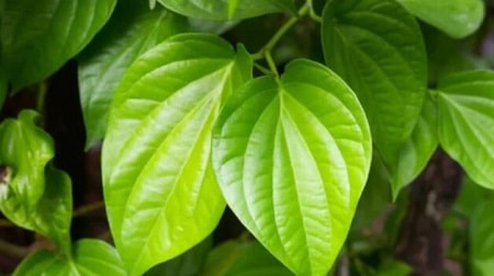 Dùng lá trầu điều trị bệnh trĩ ngoại nhanh chóng 