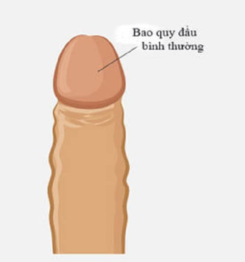Hình ảnh bao quy đầu bình thường