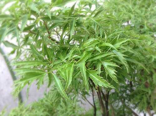 Chữa liệt dương đơn giản với cây đinh lăng