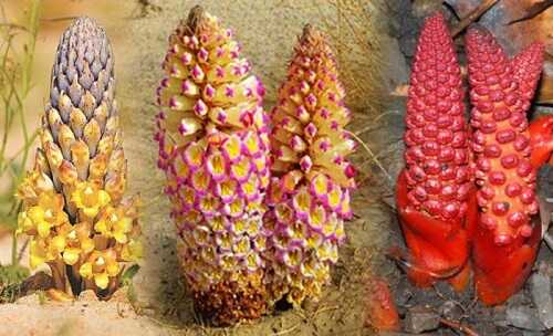 Bài thuốc ngâm rượu tăng cường sinh lý nam từ nhục thung dung