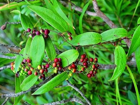Bài thuốc số 4 :