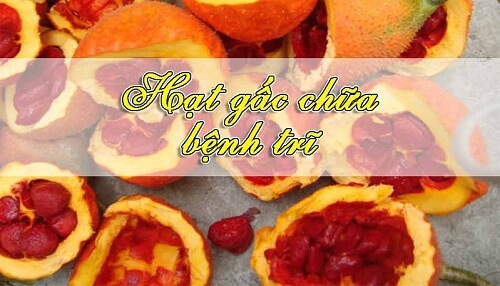 Hạt gấc chữa trĩ 