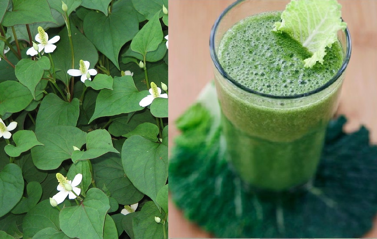 Chữa bệnh trĩ bằng rau diep ca