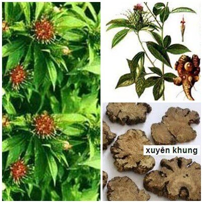 chữa giãn tĩnh mạch tinh hoàn bằng đông y: chứng khí trệ huyết ứ