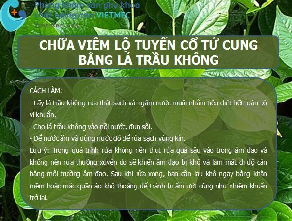 Chữa viêm lộ tuyến cổ tử cung bằng lá trầu không