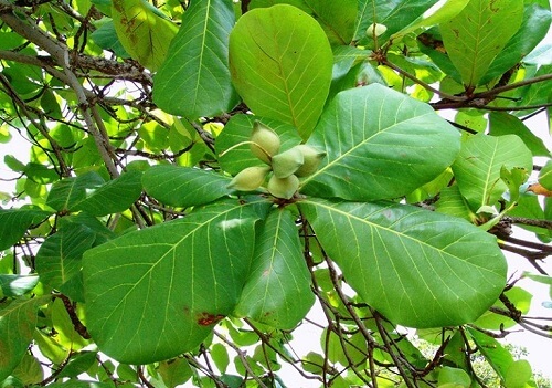 Chữa viêm phụ khoa bằng lá bàng