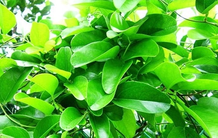 Lá sam có những công dụng gì?