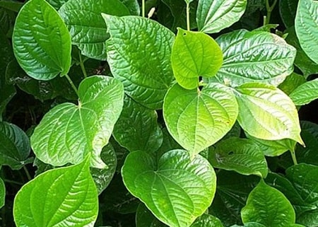 Chữa viêm tuyến bartholin bằng lá trầu không hiệu quả không ?