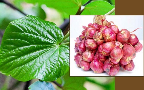 Chữa yếu sinh lý bằng lá lốt và hành củ