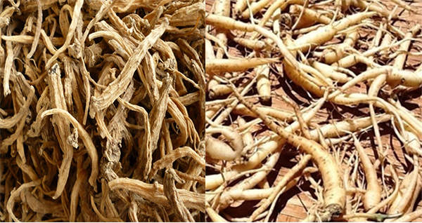 Sử dụng thuốc đông y để chữa bệnh trĩ