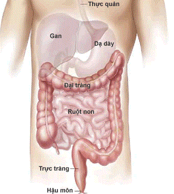 Bệnh hậu môn- trực tràng