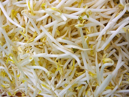Chữa viêm niệu đạo bằng thuốc dân gian từ giá đậu xanh