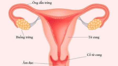 Ống dẫn trứng là gì 