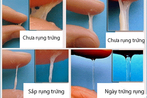 Khí hư ngày rụng trứng