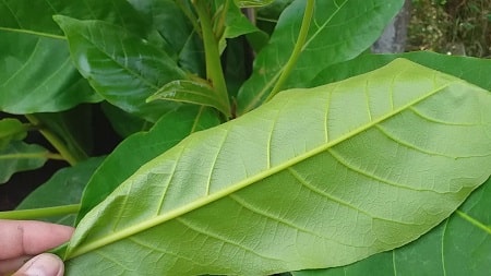 Điều trị viêm phụ khoa bằng lá bàng như thế nào?
