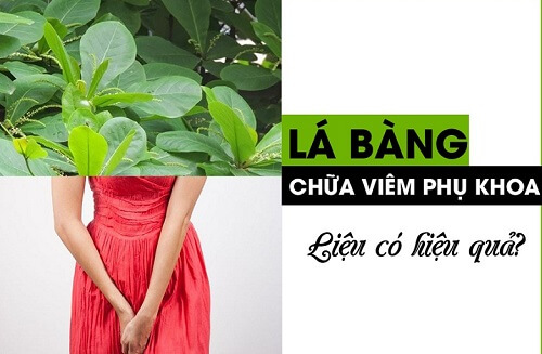 Lá bàng chữa viêm phụ khoa có thực sự hiệu quả?