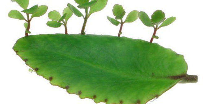 Dùng lá bỏng để chữa bệnh trĩ