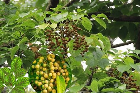Lá cây nhội chữa viêm phụ khoa