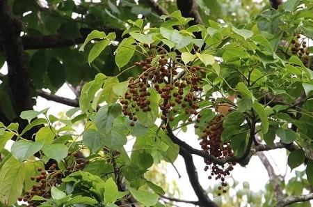 Tìm mua lá cây nhội ở đâu?