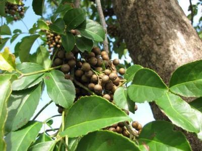 Cây nhội là cây gì ?