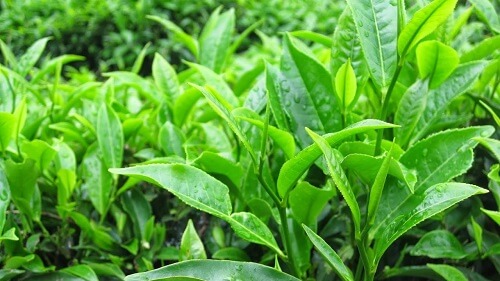 Ra khí hư màu trắng dạng bột sử dụng lá chè xanh