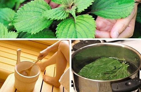 Xông vùng kín chữa viêm bằng lá tía tô