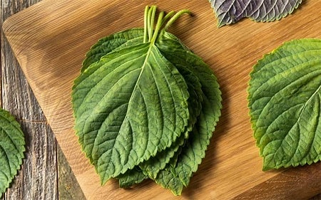 Công dụng lá tía tô trị viêm phụ khoa mang lại như thế nào?