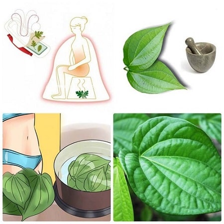 Hiệu quả chữa viêm phụ khoa do lá trầu không mang lại