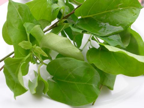 Lá vông chữa nứt kẽ hậu môn