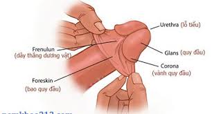 Lột bao quy đầu là gì?
