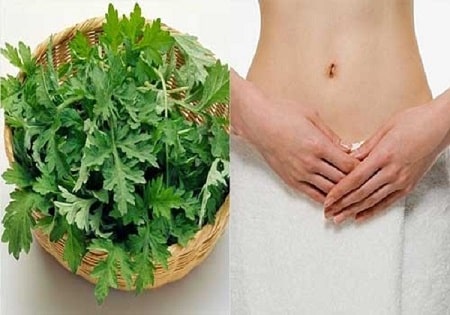 Kết hợp lá ngải cứu và trầu không chữa viêm phụ khoa