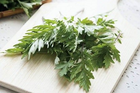 Lá ngải cứu chữa viêm phụ khoa có hiệu quả không ?