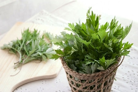 Tìm hiểu công dụng của ngải cứu chữa viêm phụ khoa