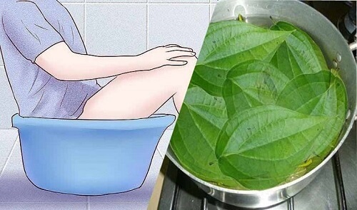 Ngâm vùng kín bằng lá trầu không