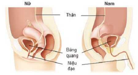 Niệu đạo